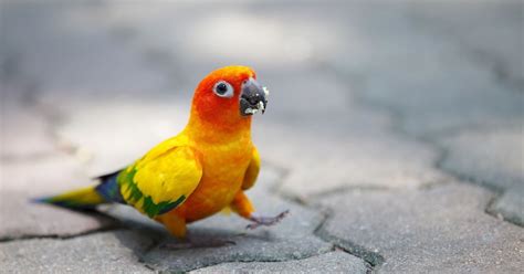 parrot walk gag