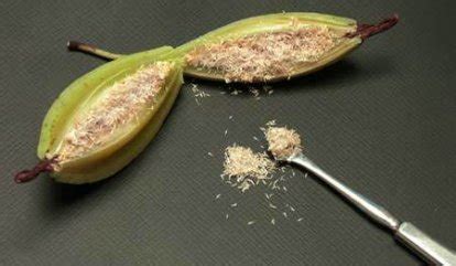 orchid pod seed flowers forums