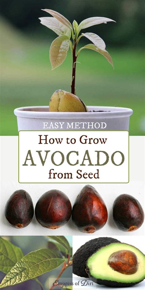 forget  toothpicks    easy   grow avocado  seed