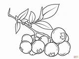 Blueberry Coloring Pages Blueberries Clipart Branch Printable Drawing Sketch Berries Bush Print Fruit Fruits Outline Supercoloring Clip Line Kids Easy sketch template