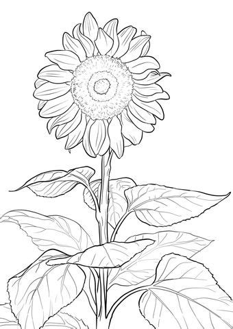 girasol dibujo  colorear sunflower coloring pages coloring pages
