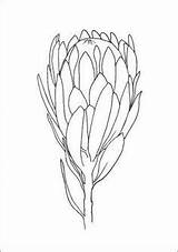 Protea Drawing Flower Drawings Coloring Pages Draw Botanical Line Step Easy sketch template