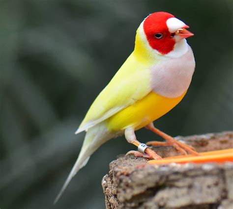 gouldian finch nature birds  varieties pinterest finches colorful birds  anxiety
