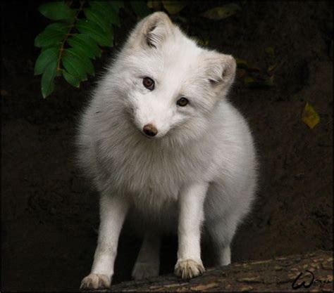 Cute Arctic Fox Photography