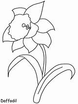 Daffodil Coloring Pages Easy Kids sketch template