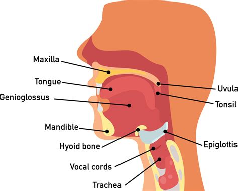 throat anatomy vector  vector art  vecteezy
