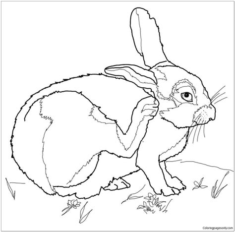 desert cottontail coloring page printable numbers printable crafts