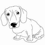 Dachshund Coloring Pages Drawing Dog Dachshunds Drawings Draw Kids Printable Cartoon Color Cliparts Lessons Clipart Disegnare Animali Disegni Animals Daschund sketch template