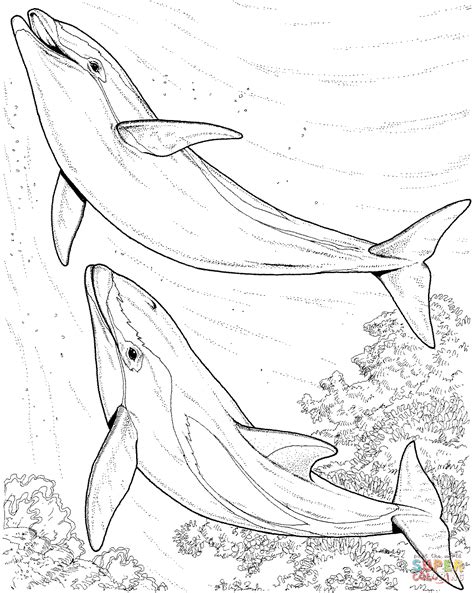 dolphins coloring page  printable coloring pages