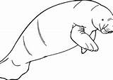 Manatee Coloring4free sketch template