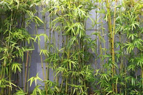bamboe en grassen groencentrum hoogeveen