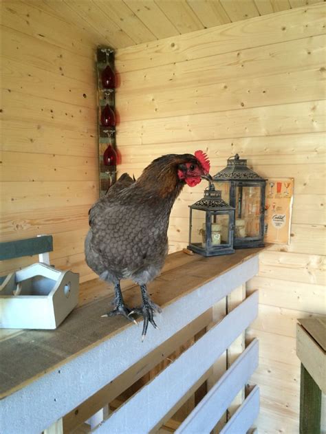 log cabin chicken bird log cabin parrot