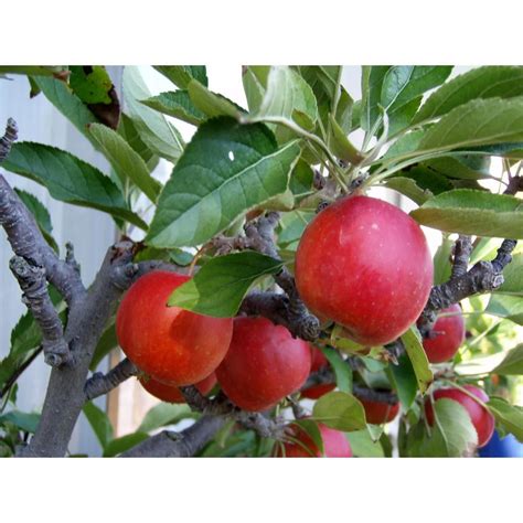 orchards dwarf fuji apple tree bare root ftap  home