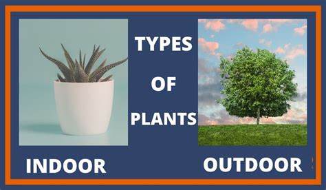 types  plants  types indoor  outdoor    nature