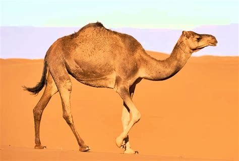 How Do Camel Survive Humps And Other Desert Adaptations
