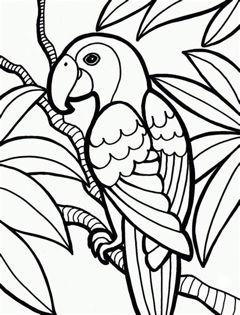 jungle coloring pages  coloring pages  kids pajaros