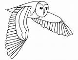 Fliegende Barbagianni Colorare Eule Schleiereule Ausmalbilder Volo Malvorlage Vola Gufo Bambini Owls Hunting Food sketch template