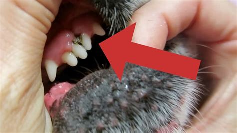 dogs mouth  rotted  teeth youtube