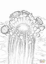 Cactus Saguaro Coloring Blossom Pages Blossoms Color Idaho Printable Drawing Arizona Flower Getcolorings State Categories Online sketch template