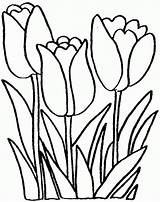 Tulips Coloringhome sketch template