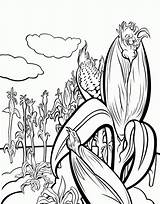 Corn Coloring Field Pages Cornfield Stalk Fields Drawing Template Stalks Popular Cob Drawings Clipartmag Coloringhome 640px 64kb sketch template