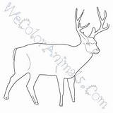 Deer Mule Coloring Pages Click sketch template