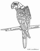Macaw Papagayo Bird Papagaio Hellokids Aves Papagaios Línea Perroquet sketch template