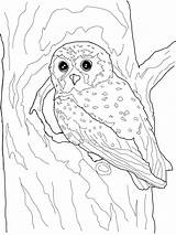 Coloring Pages Owl Elf Printable Color Realistic Snowy Owls Flying Kids Print Categories Comments Template sketch template