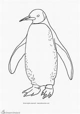 Penguin Pingouin Pinguin Coloriage Emperor Imprimer Manchot Kleurplaten Tekenen Boyama Penguen Adelie Dessins Penguins Quoet Dieren Ilosofia Sayfalari Leer Pokemon sketch template