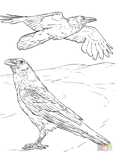 common raven coloring page  printable coloring pages