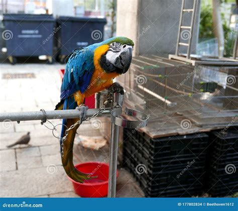 parrot  bird shop stock photo image  color garden