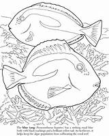 Coloring Pages Algae Getcolorings Ocean Fish sketch template