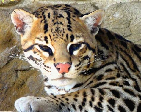 ocelot animal facts leopardus pardalis   animals