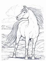 Horse Coloring Pages Printable Horses Colouring Online Kids Pferde Cheval Wild Head sketch template