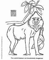 Coloring Baboon Pages Animal African Animals Drawing Wild Kids Africa Mandrill Color Print Honkingdonkey Sheet Getdrawings Drawings Popular Activity Template sketch template