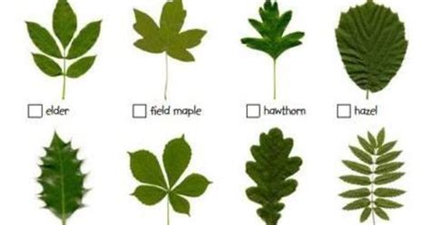 leaf identification nature kids pinterest forest school  school