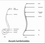 Ascaris Lumbricoides Line Stock Illustration Vector Depositphotos Separate Layers Elements sketch template