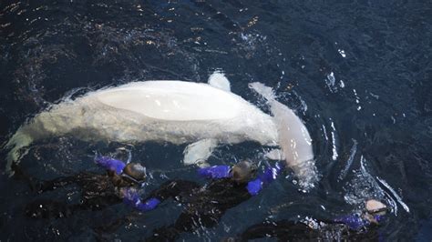 chicago aquarium officials determine sex of beluga calf fox 2