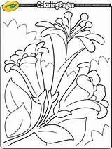 Easter Coloring Lilies Crayola Lily Pages Ii Print Getdrawings Au Getcolorings sketch template