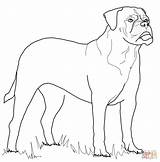 Coloring Bullmastiff Pages Mastiff Dog Color Rottweiler Printable Greyhound Dogs Bull Supercoloring Animals Colouring Kids Crafts Select Nature Category Designlooter sketch template