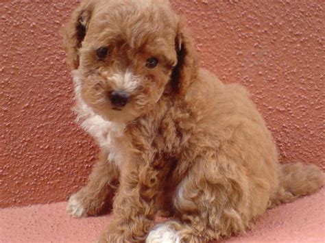 Female Toy Poodle For Sale Adoption From Selangor Serdang