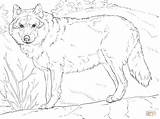 Wolf Coloring Pages Printable Realistic Grey Adults Drawing Color Animals Sheets Print Adult Wolfs Forest Drawings Colouring Gray Template Animal sketch template