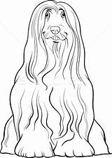 Bearded Collie Coloring Book Designlooter Cute Dog Lightbox Comp Add 73kb 600px sketch template