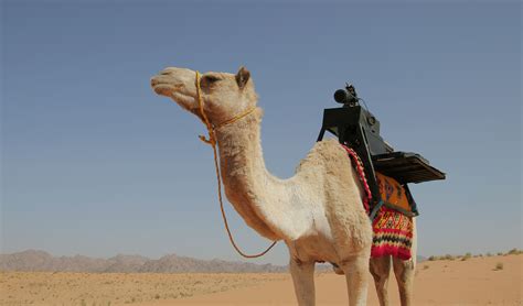 Camel Helps Photographers Capture Images In The Desert