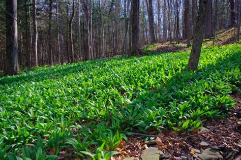 whats  special  ramps farmers almanac plan  day grow