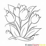 Tulpen Malvorlage Erschwinglich Erstaunlich Ausmalbild Frisch Malvorlagenkostenlos Kostenlose Tulips Blumenzeichnung sketch template