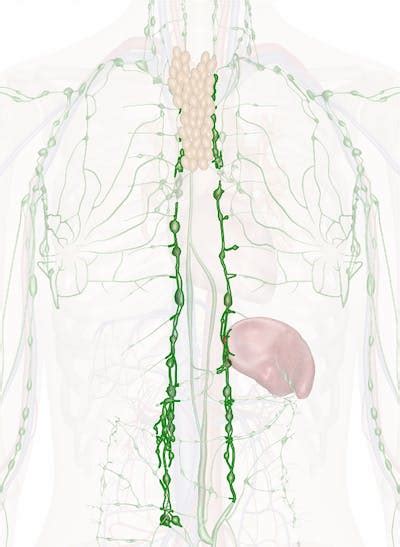 Mediastinal Nodes Anatomy And Physiology