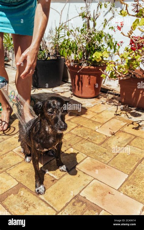 Kleiner Schwarzer Hund Der Ein Bad Im Hof Mit Wasserspritzer Aus Dem