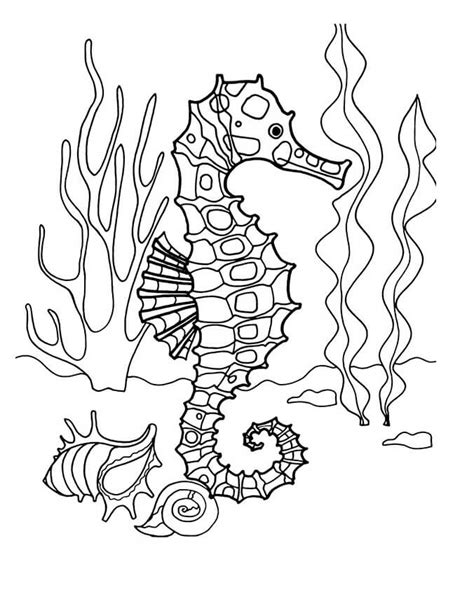 seahorse coloring page  printable coloring pages  kids