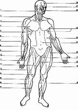 Diagram Blank Coloringhome Worksheet Anatomi 1207 Bones Bulkcolor Insertion Codes sketch template